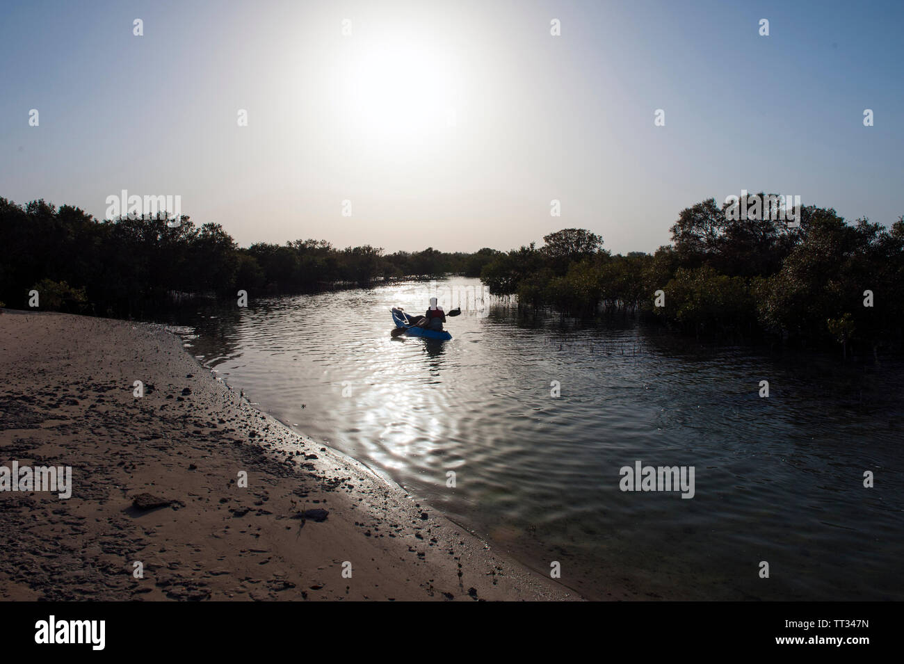 Kajak in den Mangrovenwald auf Sir Bani Yas, einer Insel im Persischen Golf, Vereinigte Arabische Emirate. Stockfoto