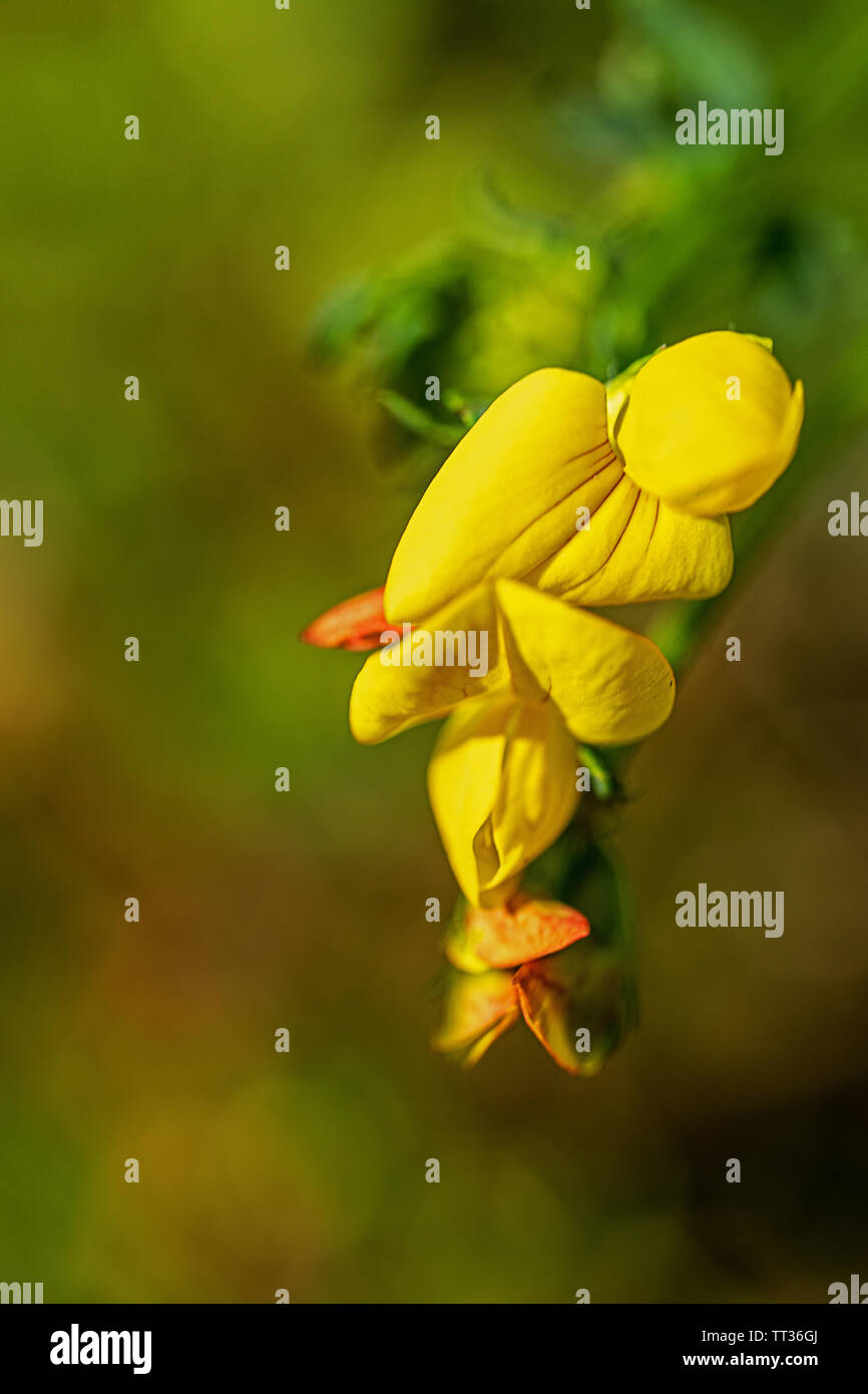 Blossom Lotus corniculatus Stockfoto