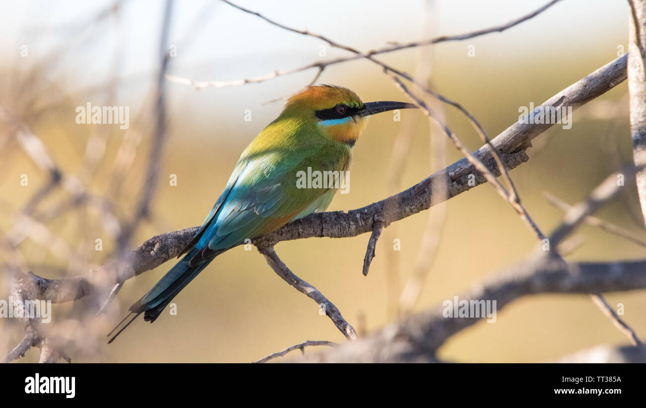 Regenbogen-Bee-Eater Stockfoto