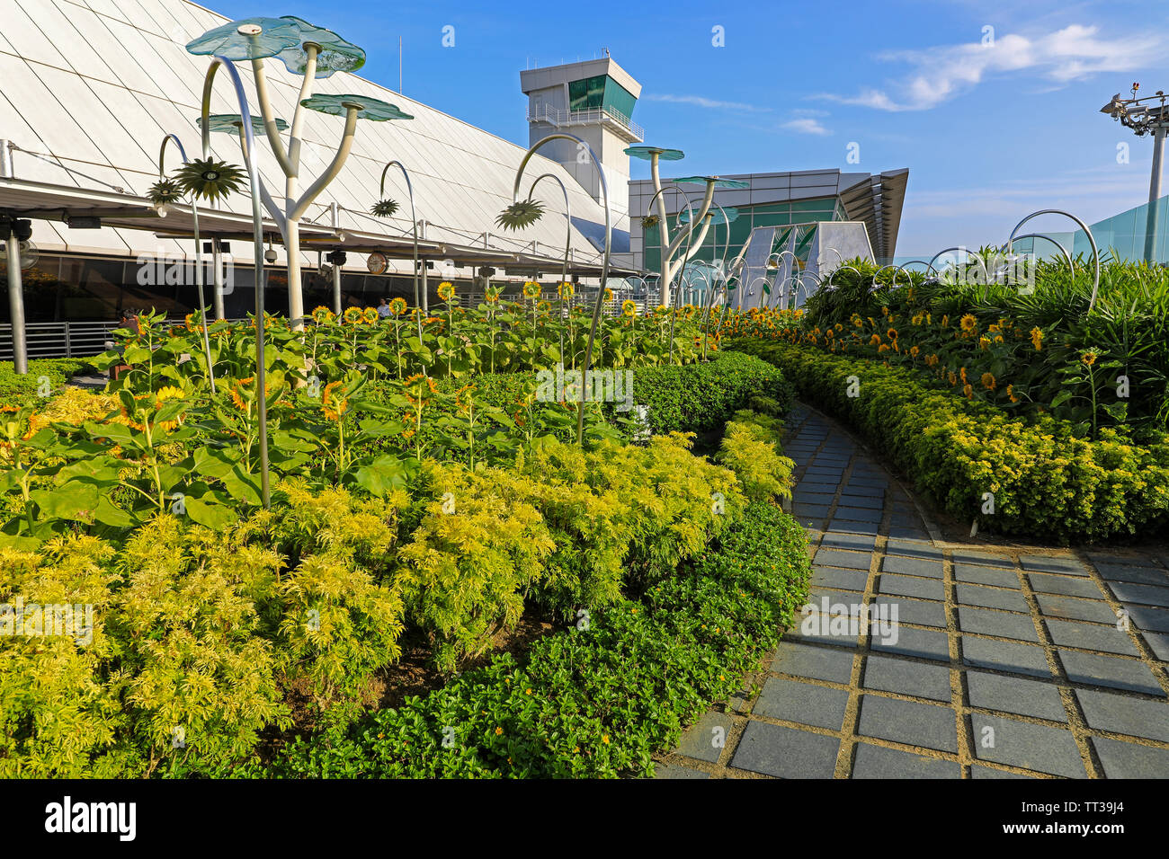 Die Sonnenblume Gärten in Singapur Changi International Airport, Singapur, Südostasien Stockfoto