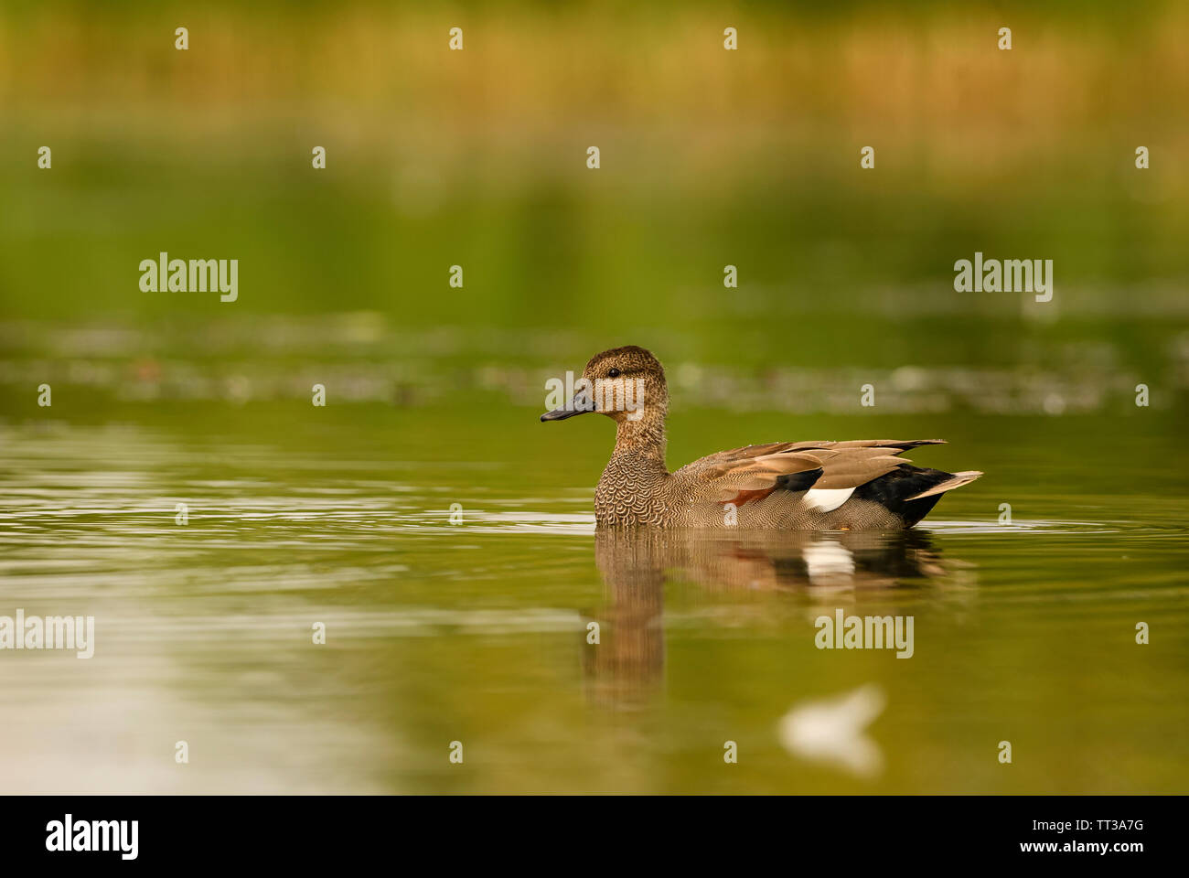 Schnatterente, Anas strepera, schöne kleine Ente von Euroasian frisches Wasser, Hortobagy National Park, Ungarn. Stockfoto