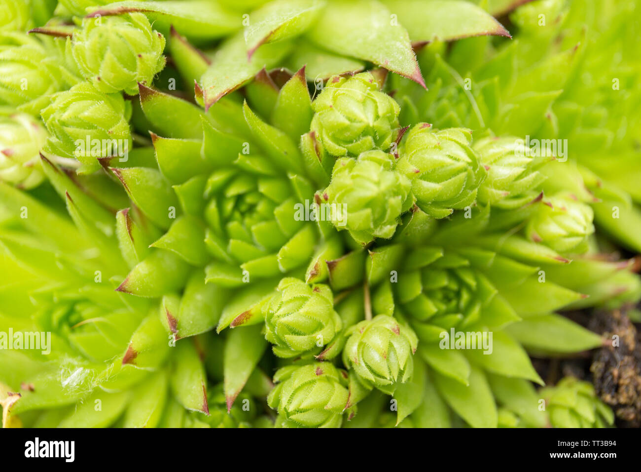 Fraktion der Grünen sukkulenten Pflanzen. Stockfoto