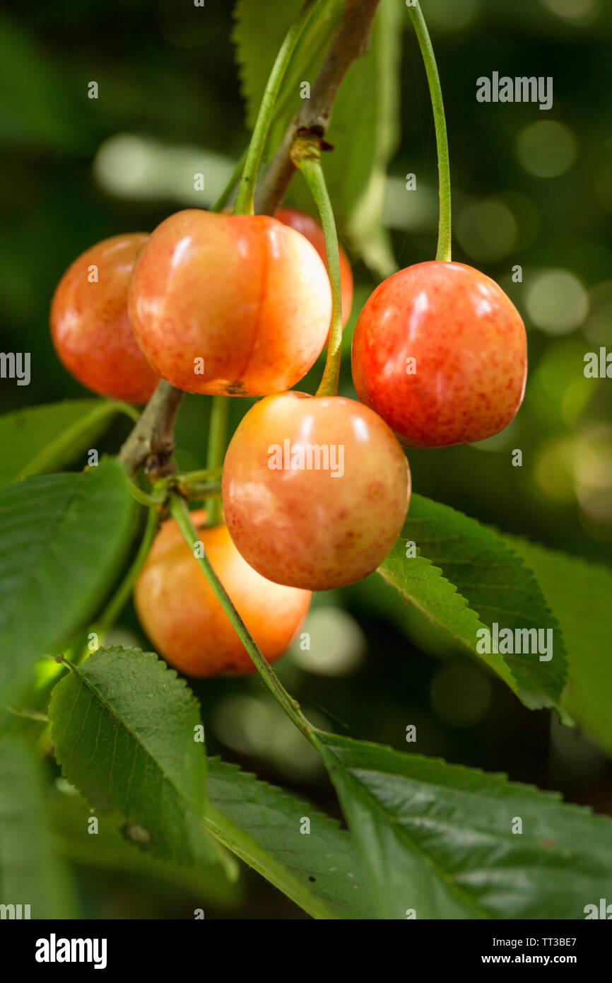 Kirschen hängen von einem Kirschbaum Zweig. Stockfoto