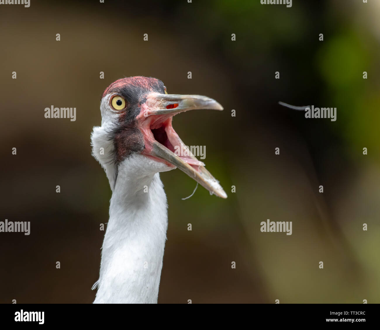 Sandhill Crane Aufruf und Feder fliegt aus seinem Munde. Stockfoto