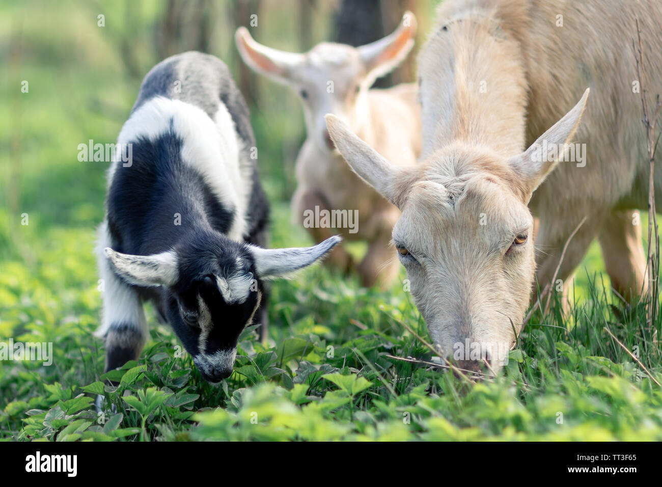 Schwarze und weiße goatlings und seine Mutter Ziege essen Gras auf der Wiese Stockfoto