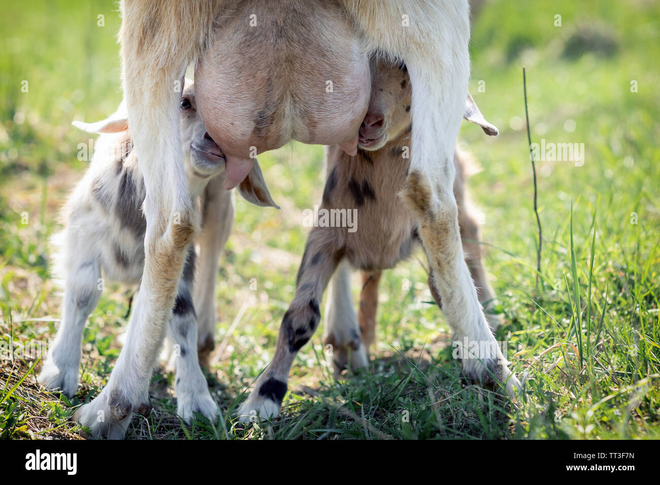 Zwei kleine Ziege goatlings, Saugen, trinken Milch von der Mutter Zitze, es ist der Pflege von seiner Mutter. Baby goat Kid nahezu voll Euter von m Stockfoto