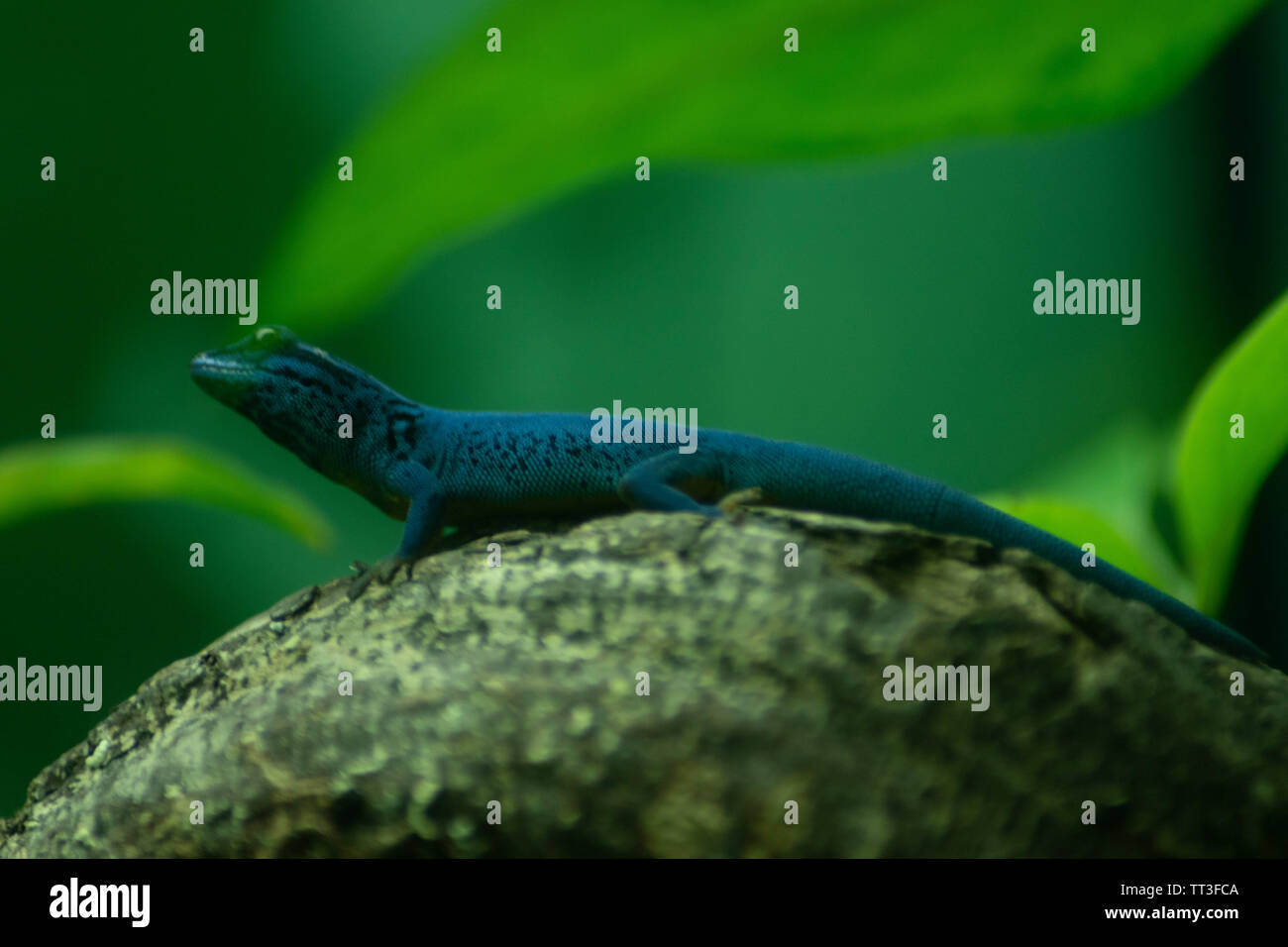 Türkis zwerg gecko oder eines William gecko auf einem Felsen vor einem grünen Hintergrund. Stockfoto
