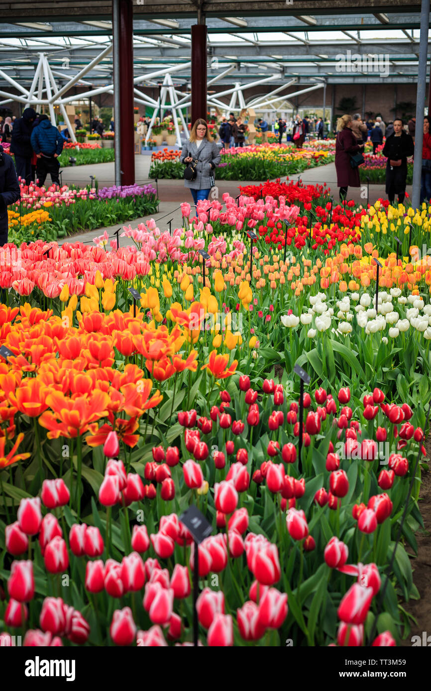 Tulip Park Keukenhof, Lisse, Niederlande Stockfoto