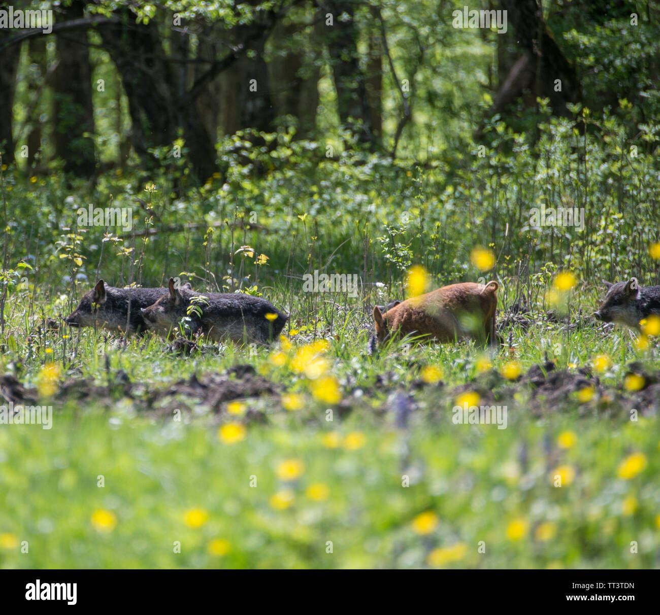 Schweine grasen in einer Wiese. Stockfoto