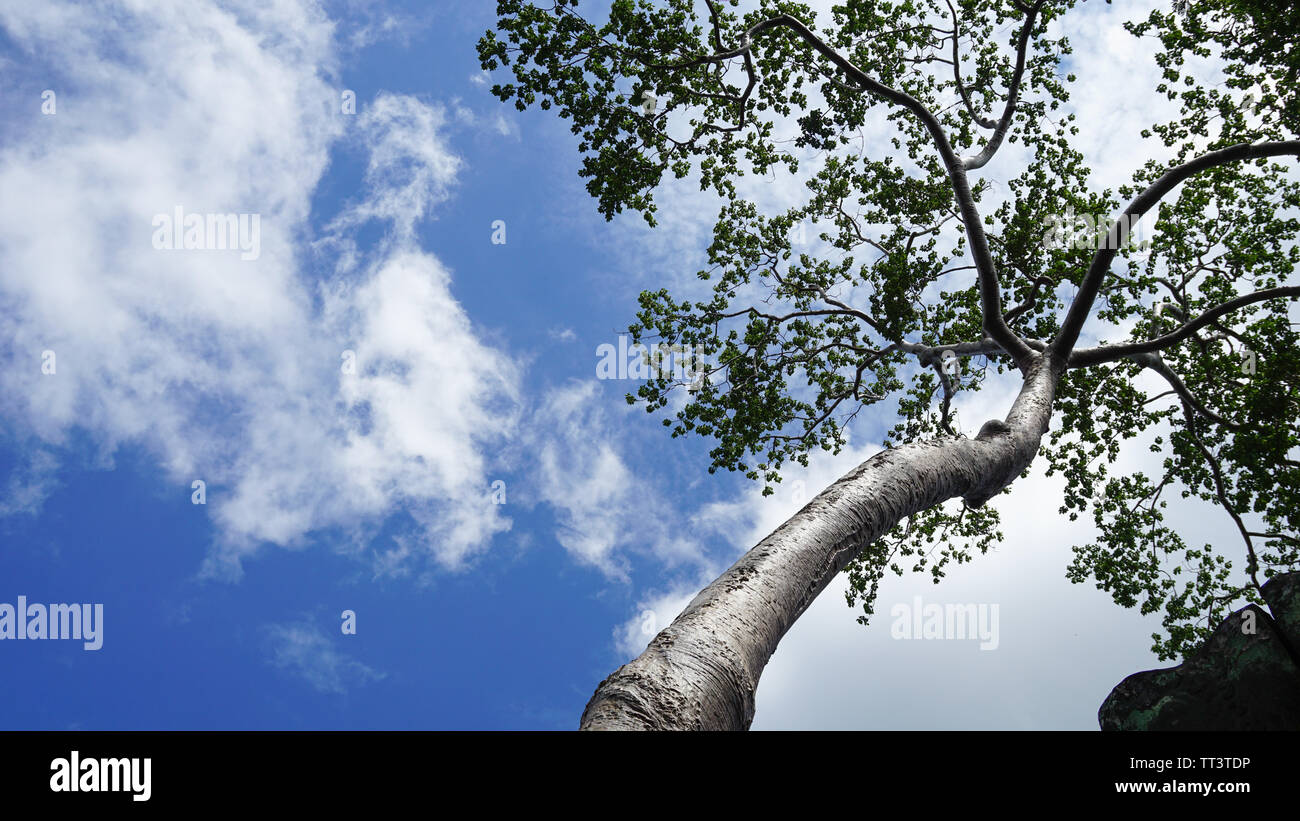 Eine Low Angle Shot eines jungen Banyan Tree mit blauem Himmel Hintergrund außerhalb der letzten Hauptstadt des Khmer-reiches - Angkor Thom. (Angkor Wat, Siem Re Stockfoto