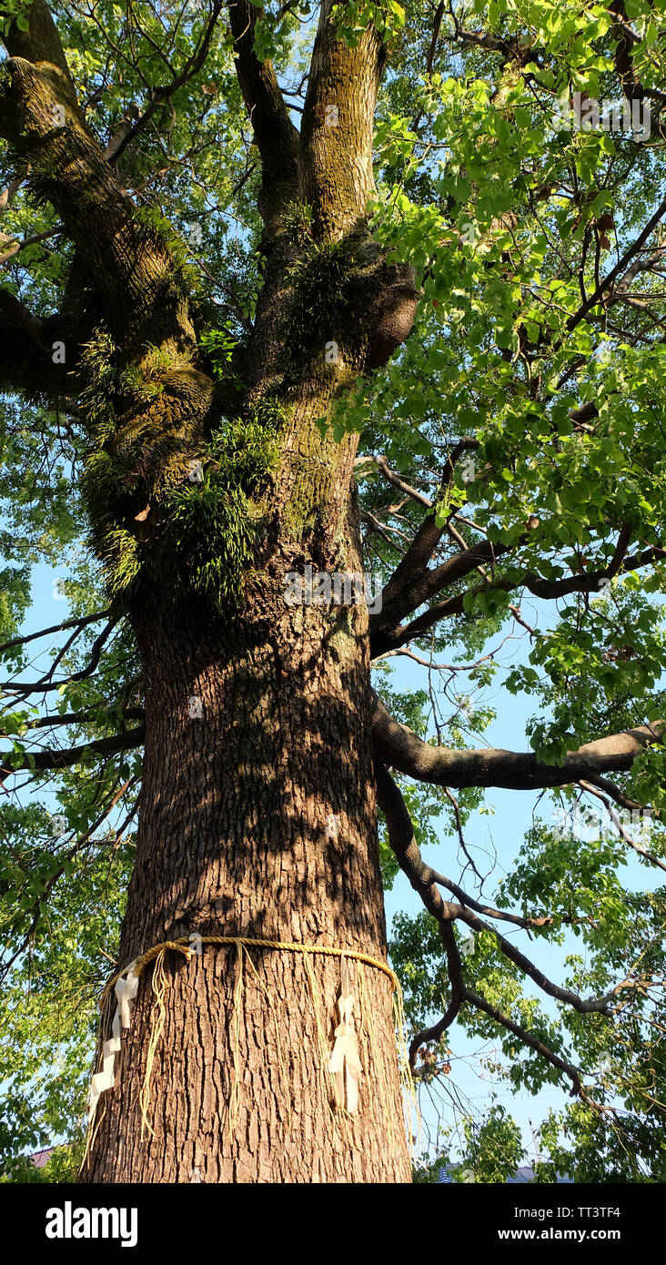 Heiliger Baum in der japanischen Shinto Schrein namens yorishiro. Seile genannt shimenawa mit Papier Streamer genannt shide der Amtsleitung eingerichtet. Stockfoto