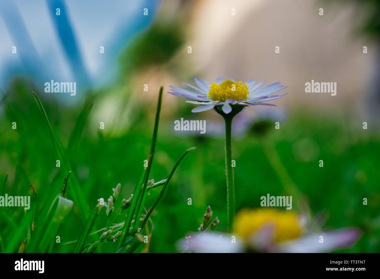 Spring Flower auf grünem Hintergrund, Nahaufnahme Bild von daisy flower Stockfoto
