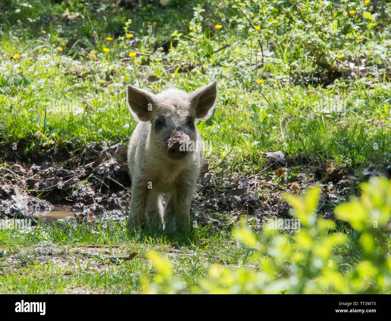Junge weiß behaarten Schwein in die Kamera schaut. Rasse der ungarischen Mangalica. Russland, die Region Krasnodar. Stockfoto