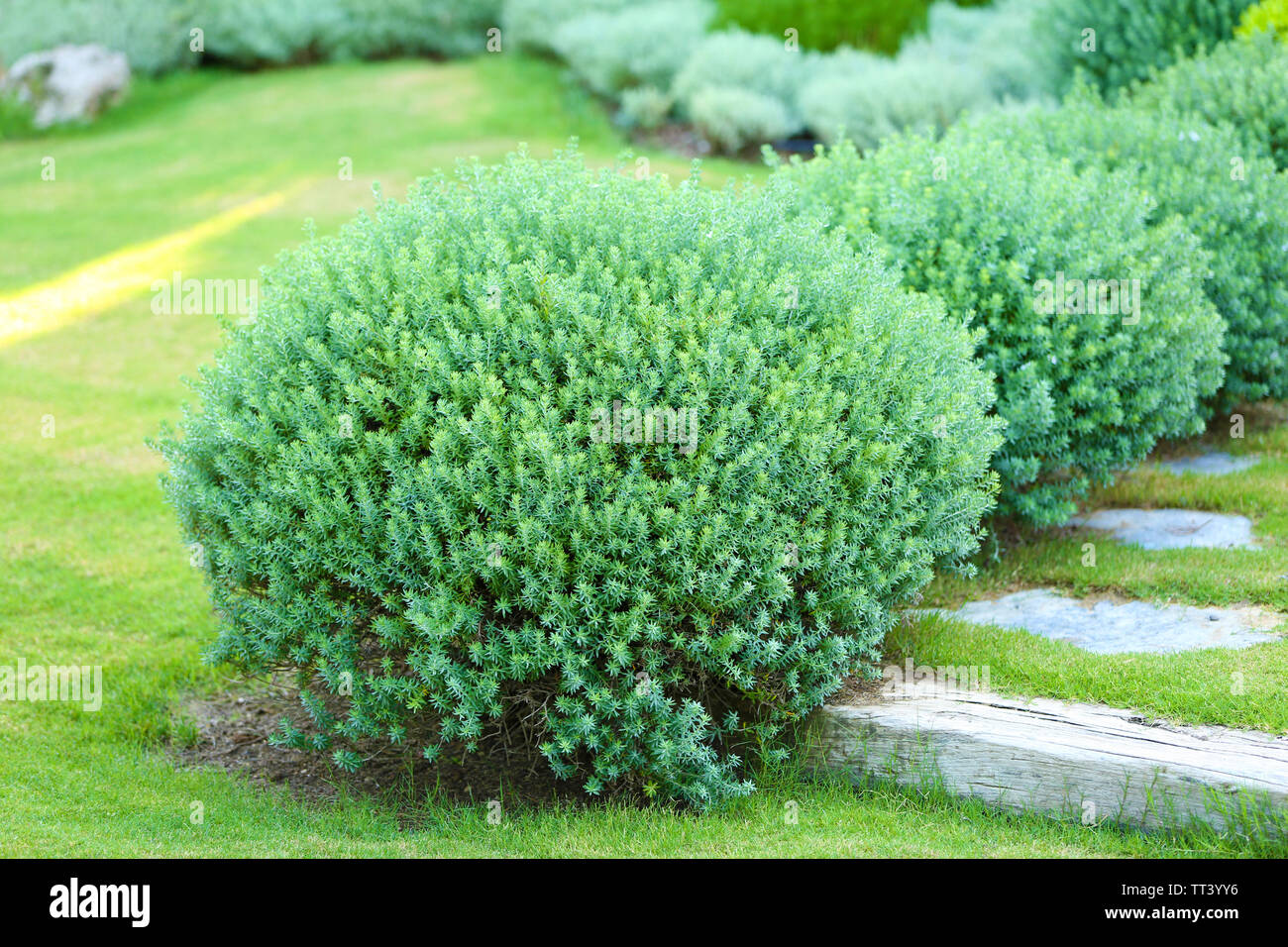 Schone Uppige Busche Im Garten Stockfoto Bild 255784682 Alamy