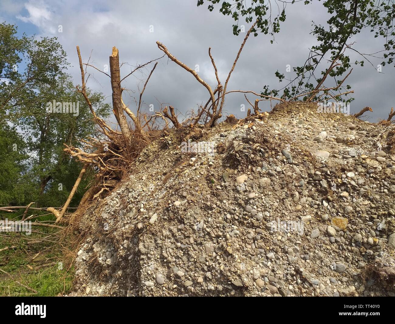 Details der entwurzelten Baum. Root System durch Sturm Schäden am 10. Juni in München, Bayern, Deutschland extrahiert. Stockfoto