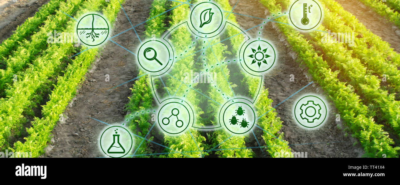 Wachsende Bio Gemüse mit neuen Technologien. Entwicklung von Innovation und Forschung. Investitionen in die Landwirtschaft. Studie Qualität der Boden und Ernte. Wählen Sie Stockfoto