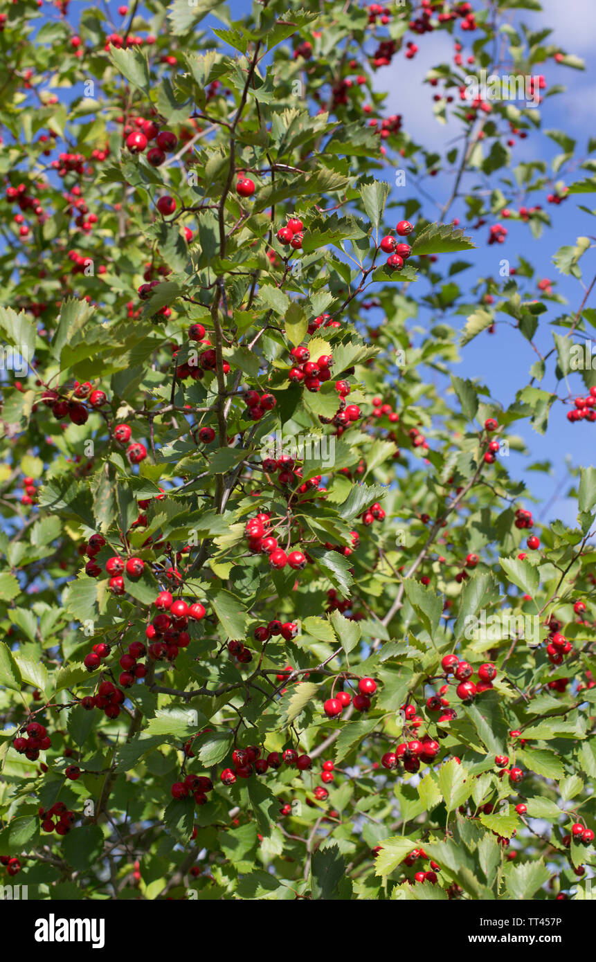 Strauch mit vielen roten Hawthorn Beeren und Blätter im Hintergrund des blauen Himmel Stockfoto