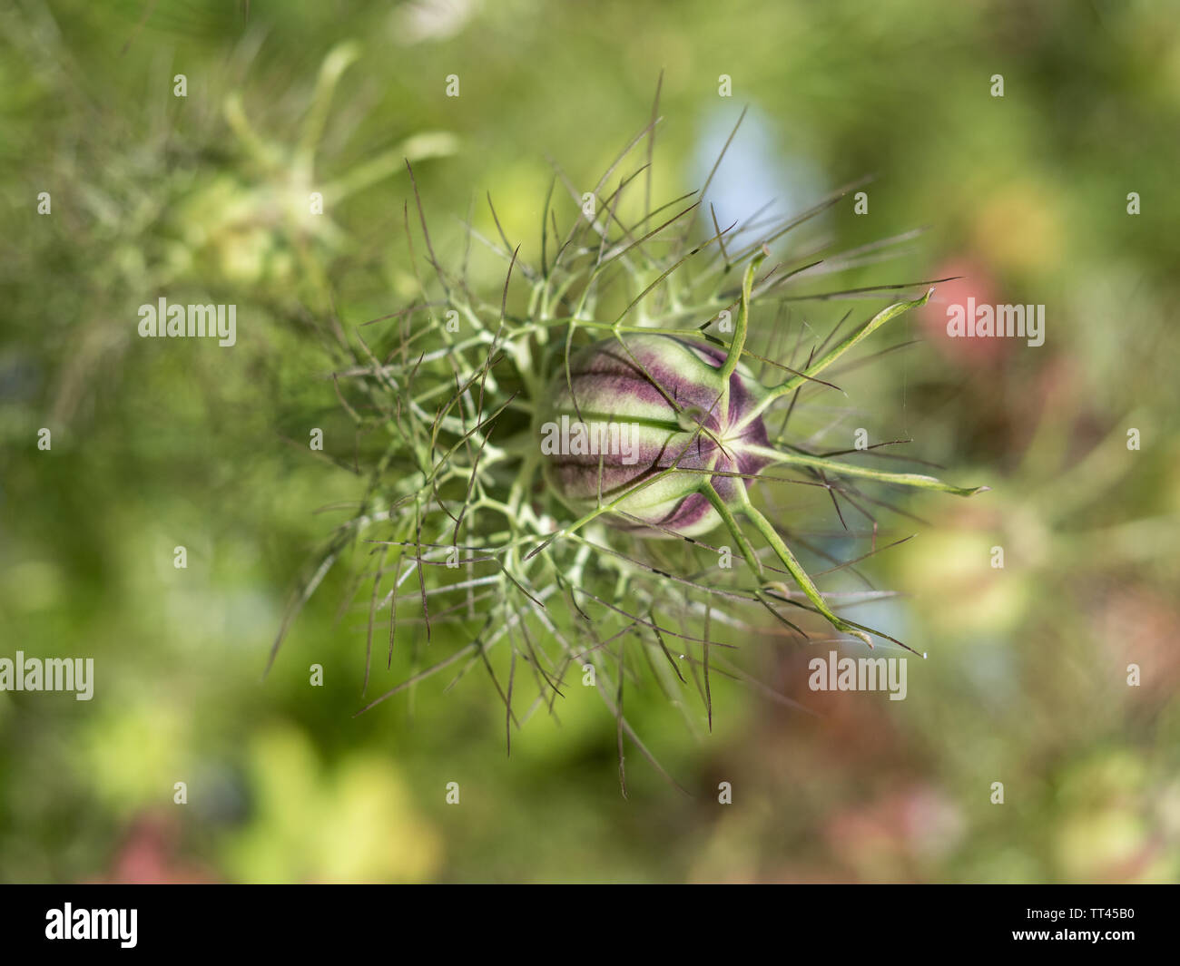 Eine Nahaufnahme Detail der Liebe im Nebel Samen Kopf pod Nigella damascena pflanzliche Arzneimittel pflanze Blume mit bokeh Hintergrund Stockfoto