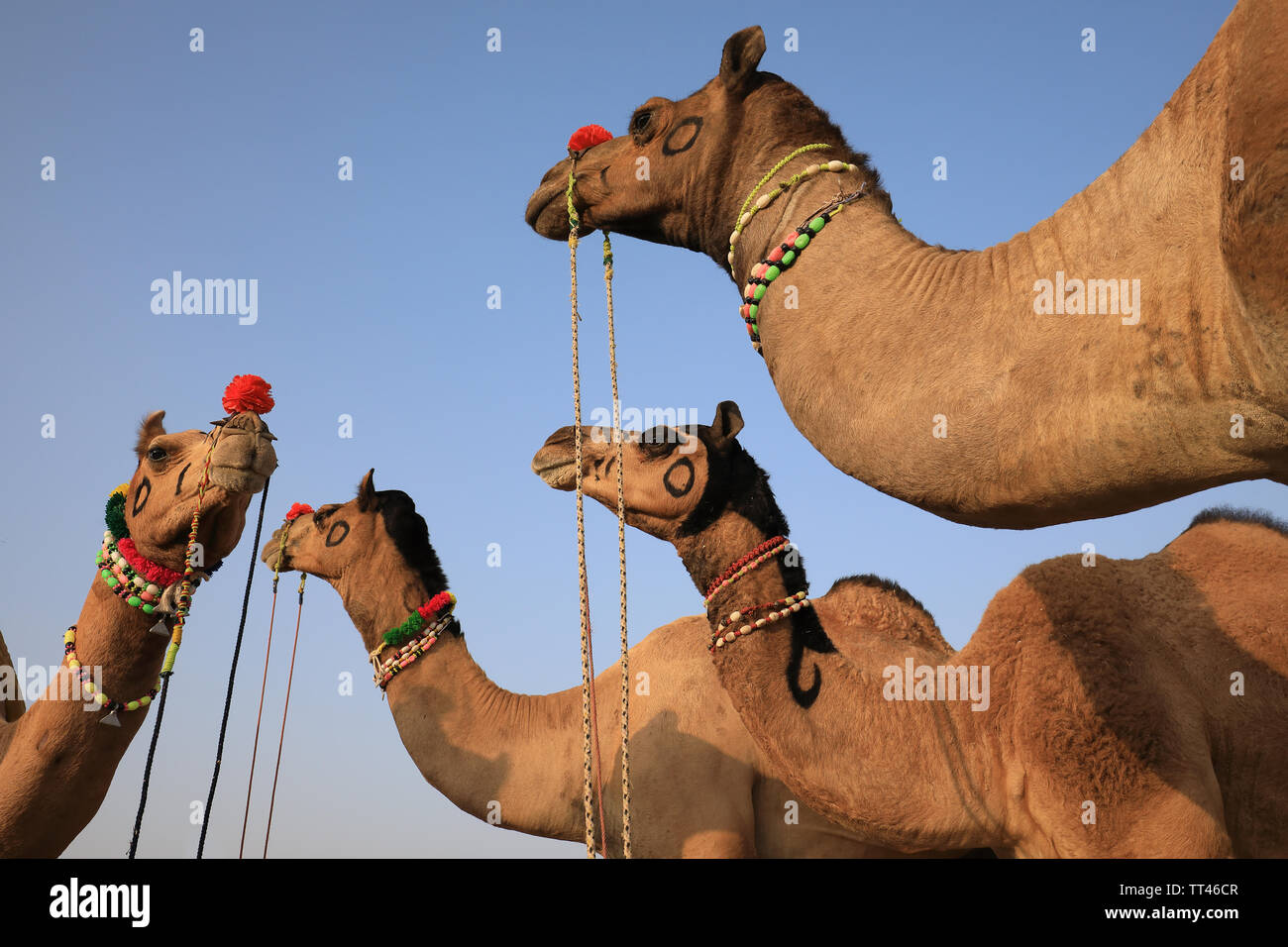 Dekoriert kamelen am Pushkar Camel Fair, Rajasthan, Indien Stockfoto