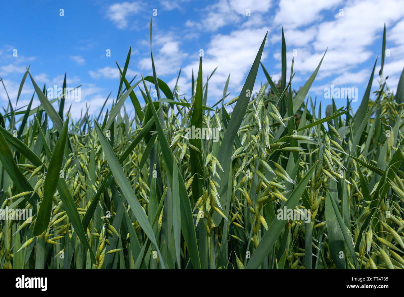 Junge oat in Nahaufnahme auf ein Feld Stockfoto