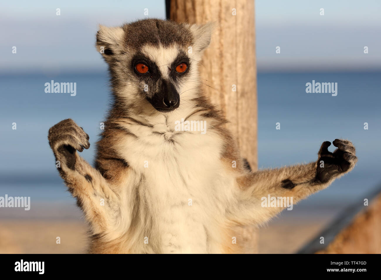 Sonnenbaden Ring-tailed Lemur in Morondava, Madagaskar Stockfoto
