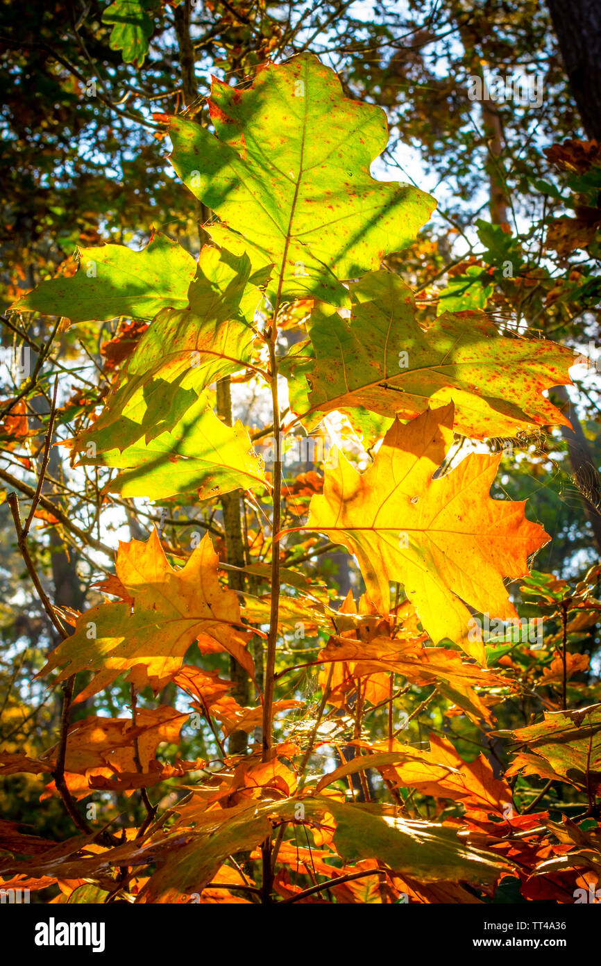 Herbst Blätter an einem Baum im Wald an einem sonnigen Tag, close-up Stockfoto