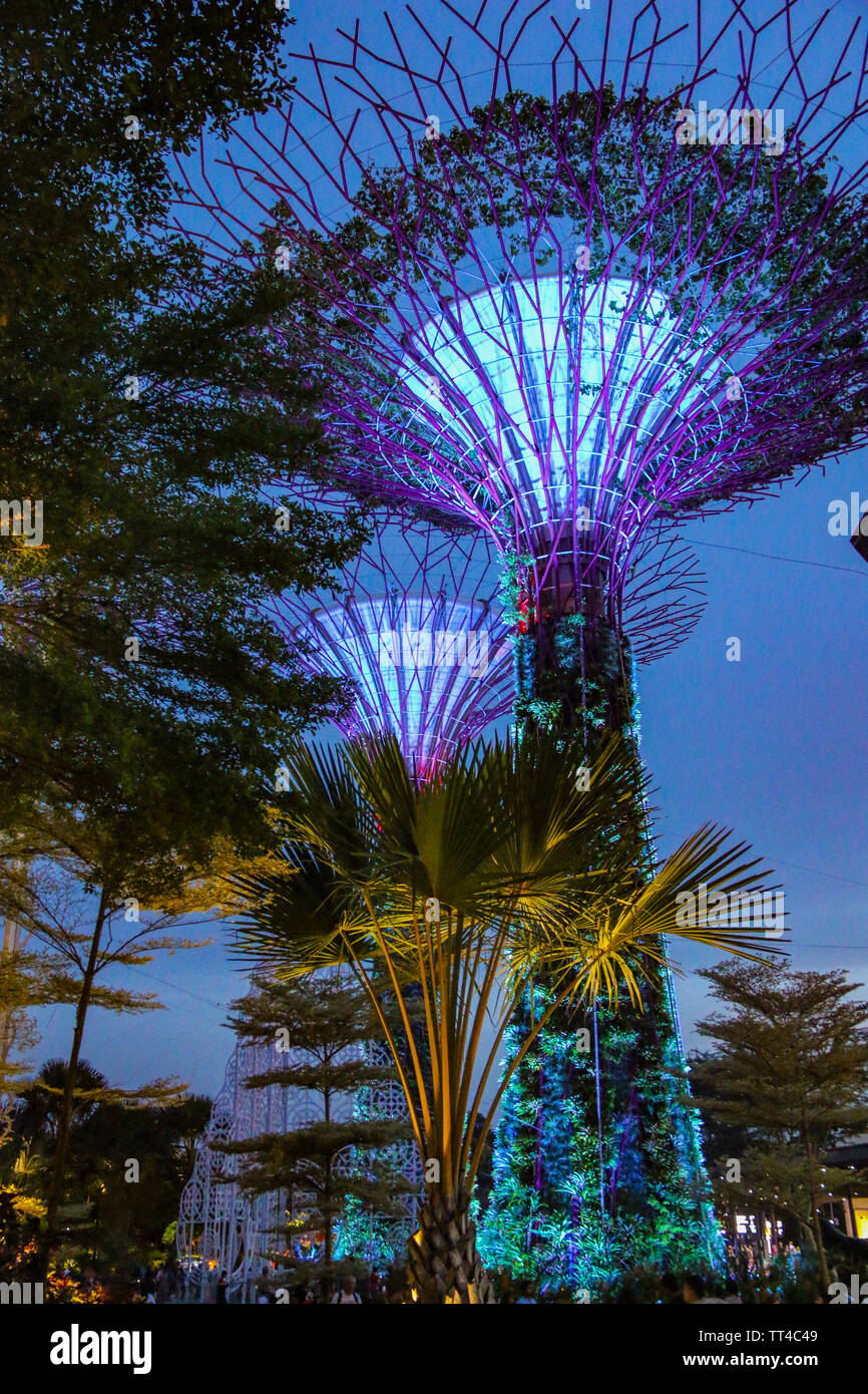 Die atemberaubende Supertree Grove, an der Singapur Gärten durch die Bucht Stockfoto