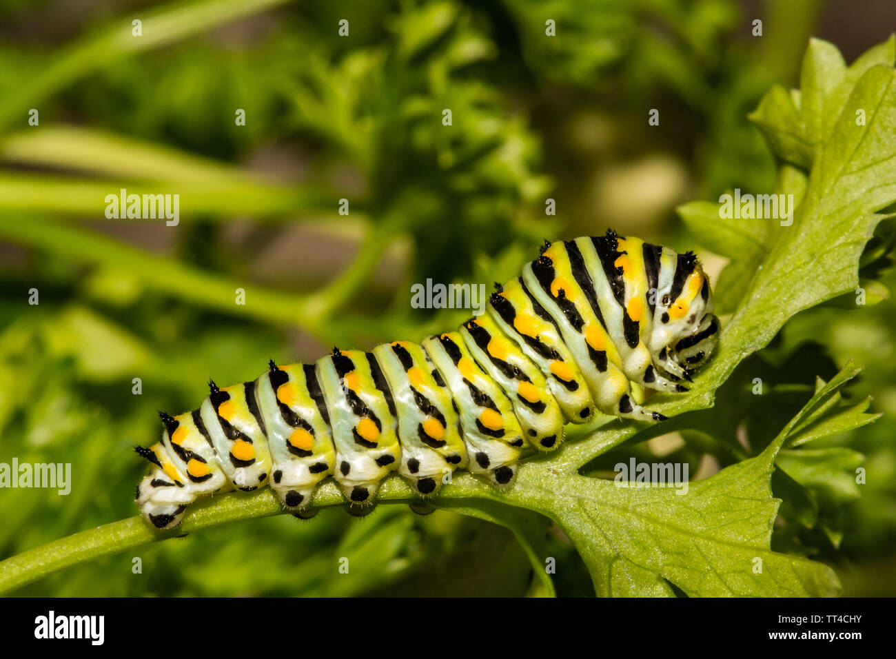 Östlichen Schwalbenschwanz (Papilio polyxenes Caterpillar) Stockfoto