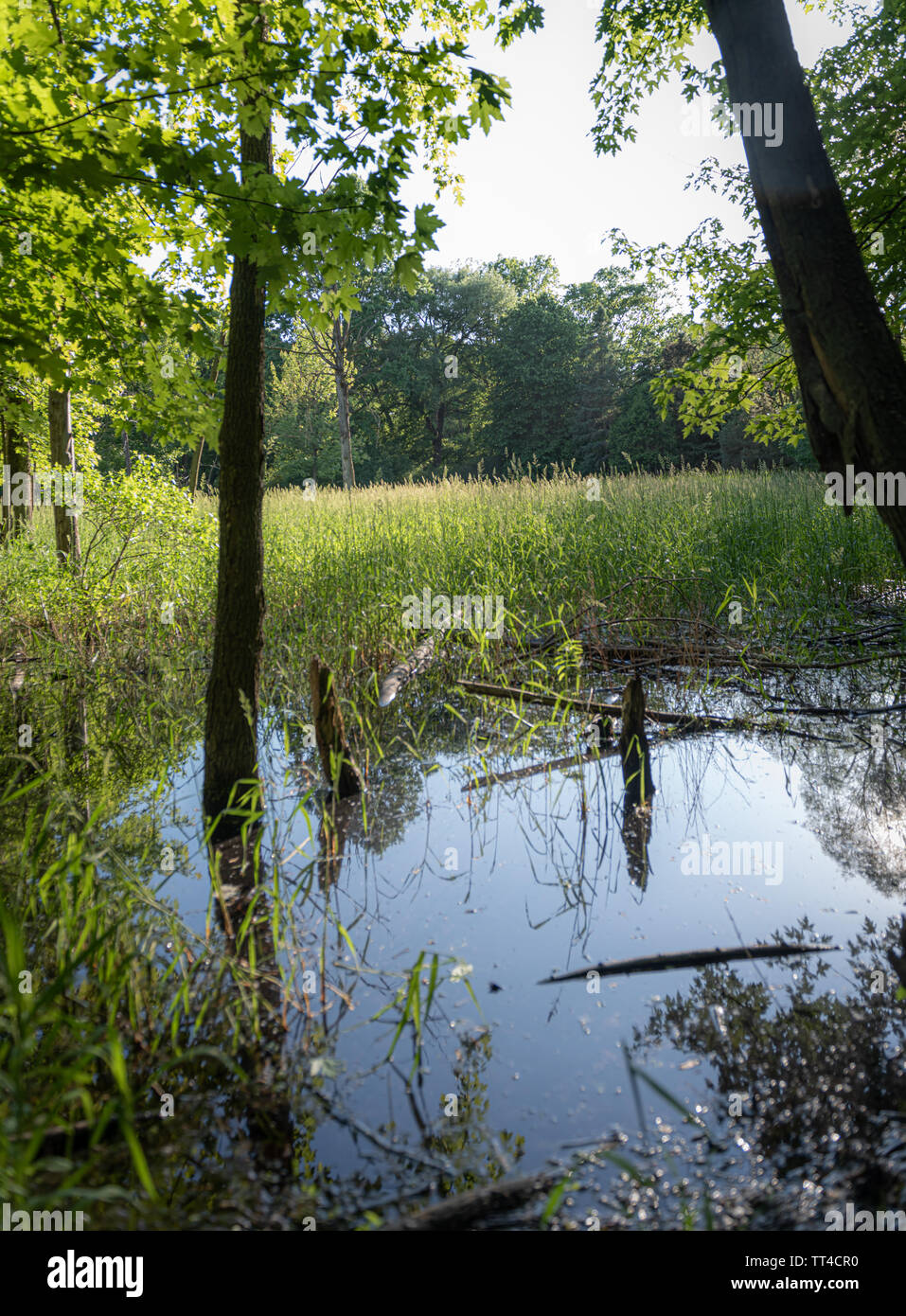 Das sumpfige Blick auf London Ontario Sifton Bog Stockfoto