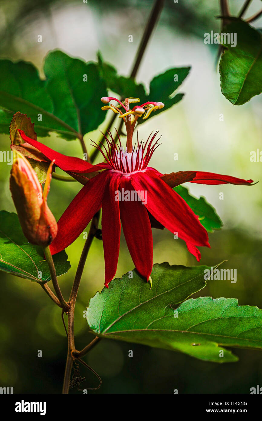 Parfümierte Passionsblume in der Orchidee und Cycad Haus an der Royal Botanic Garden, Edinburgh, Schottland. Stockfoto