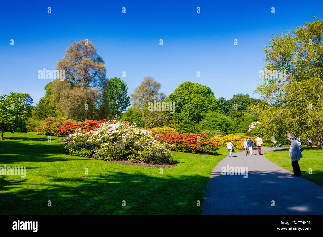 Blühende Azalee Büsche, Royal Botanic Garden, Edinburgh, Schottland. Stockfoto