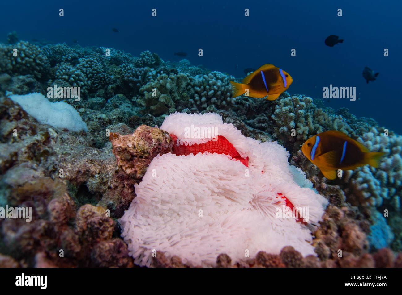 Orange-fin Anemonenfischen in einem gebleicht Anemone beim Tauchen in Bora Bora, Französisch-Polynesien Stockfoto