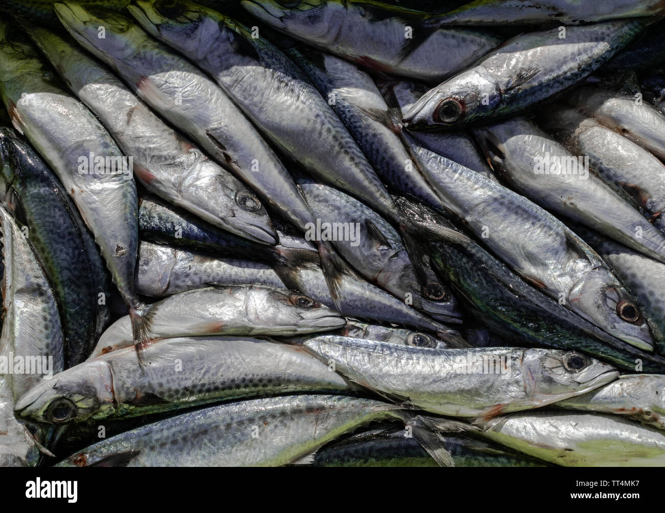 Makrele (Scomber scombrus), vor kurzem gefangen Stockfoto