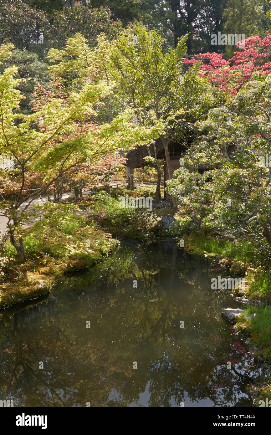 Japanischer Garten mit einer beleuchteten Bäumen und einem ruhigen Fluss im Vordergrund. Ein Pfad ist unter den Baum Blätter sichtbar. Stockfoto