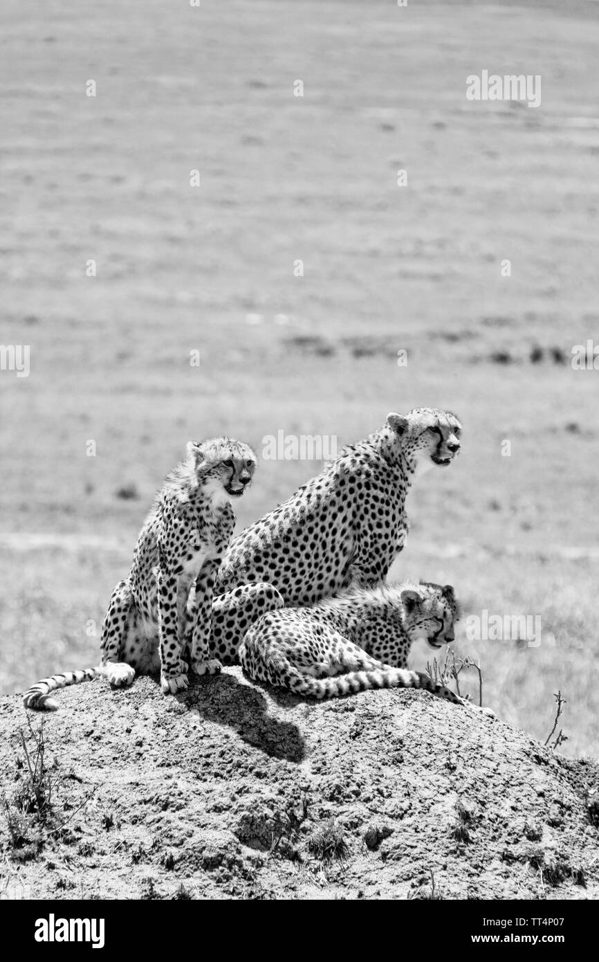 Geparden Familie in der Masai Mara, Kenia, Ostafrika Stockfoto