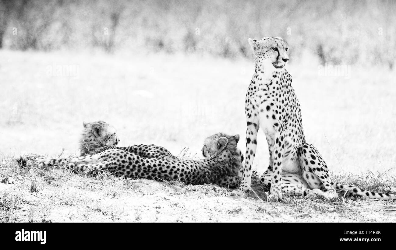 Geparden Familie in der Masai Mara, Kenia, Ostafrika Stockfoto