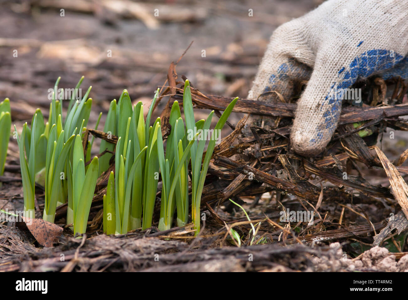 Altes gras Fotos und Bildmaterial in hoher Auflösung Alamy