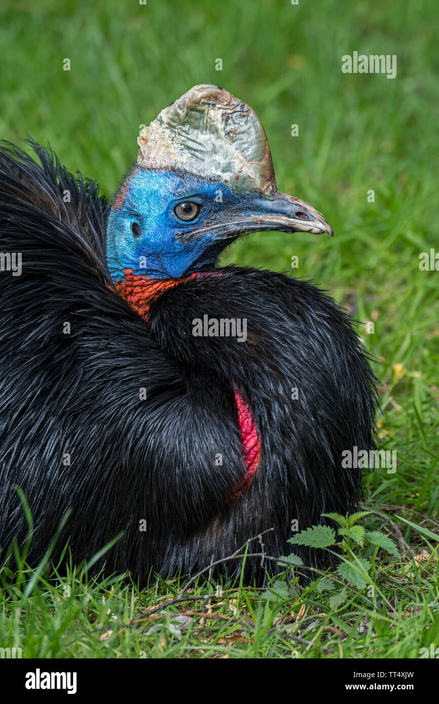 Northern cassowary/oneGelbstirnblatthühnchen cassowary/single