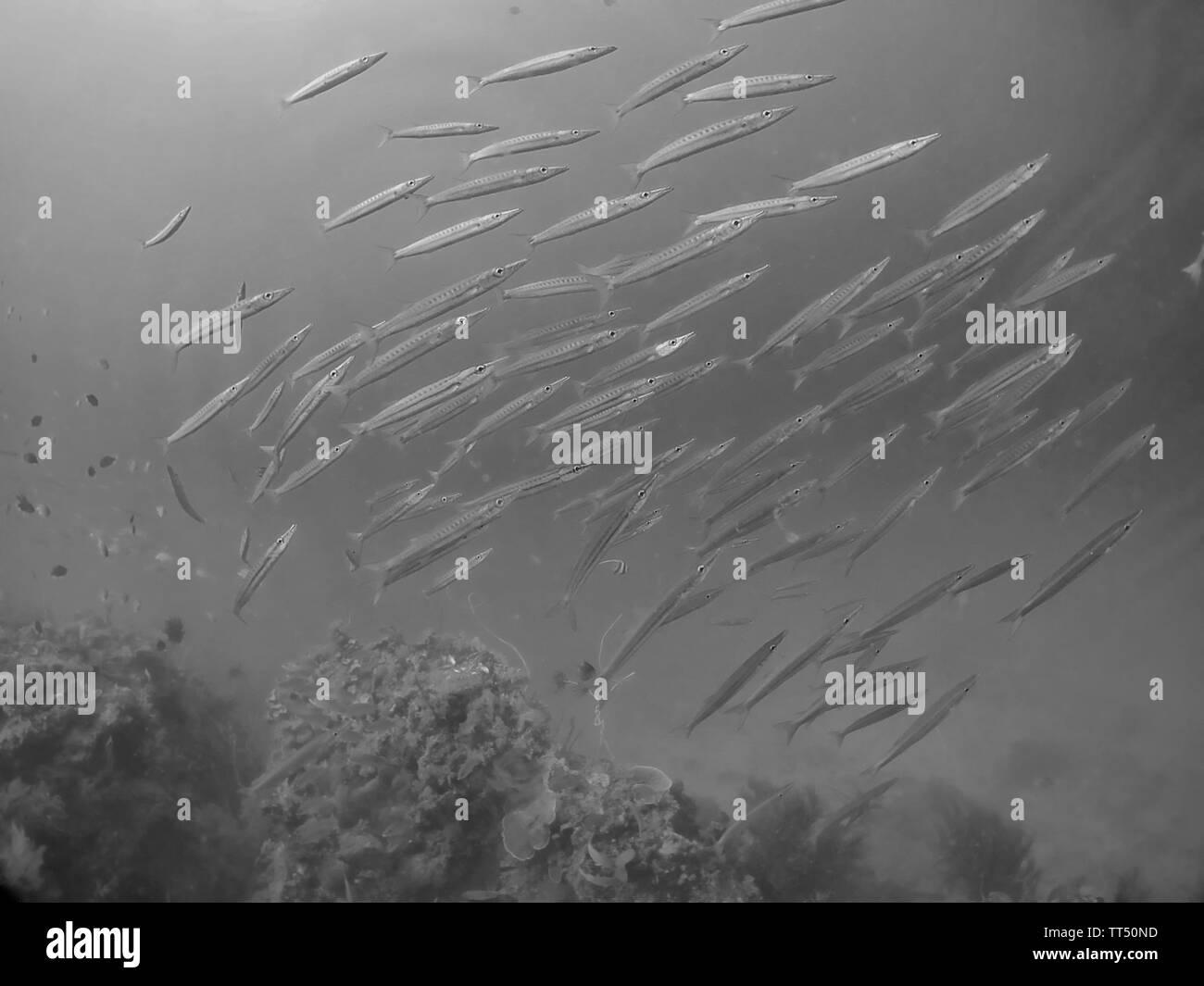 Eine Schule der Gelbschwanz Barrakuda (Sphyraena flavicauda) Stockfoto