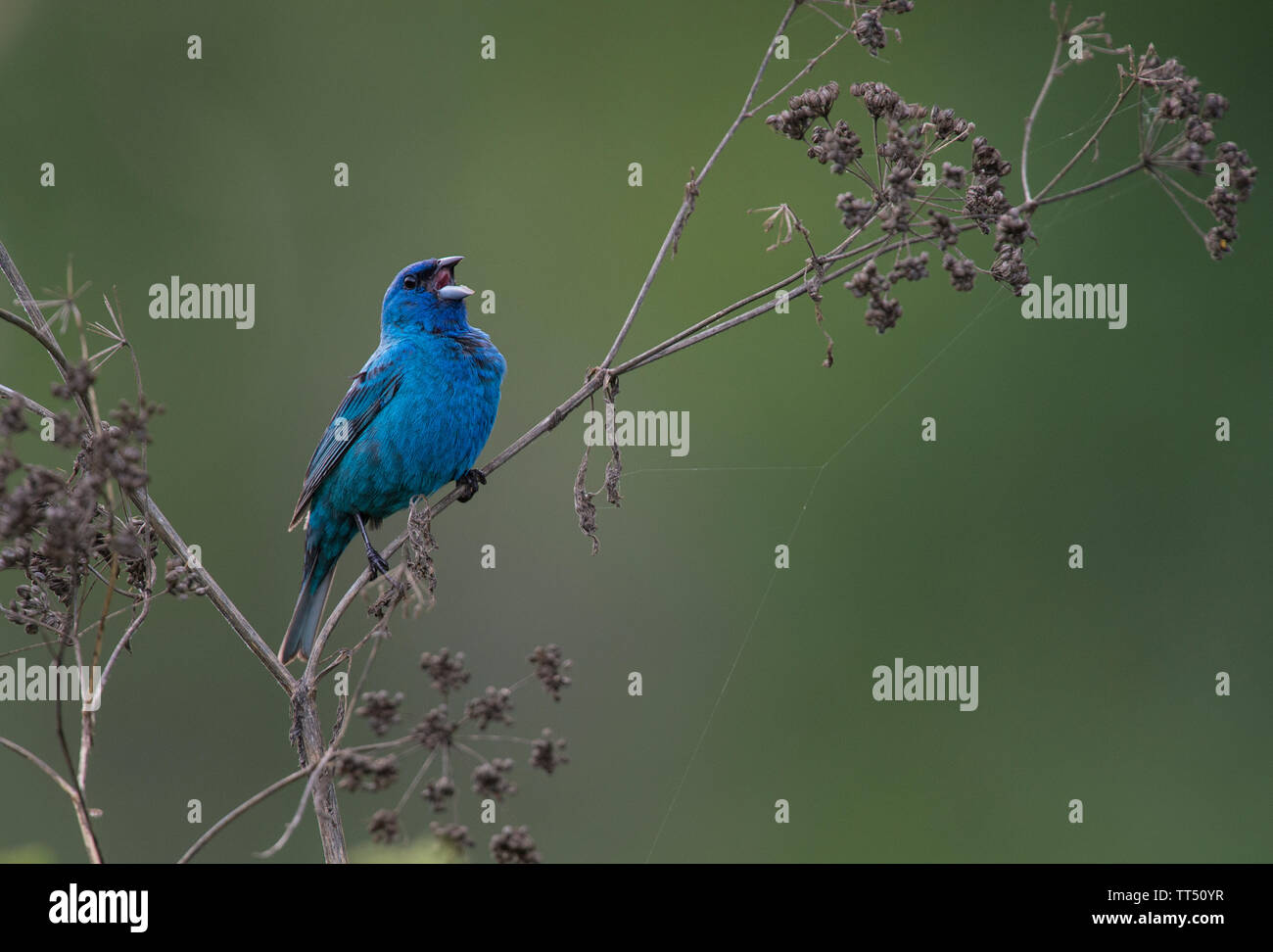 UNITED STATES - 29. April: Indigo Bunting:: Passerina cyane. (Foto von Douglas Graham/WLP) Stockfoto