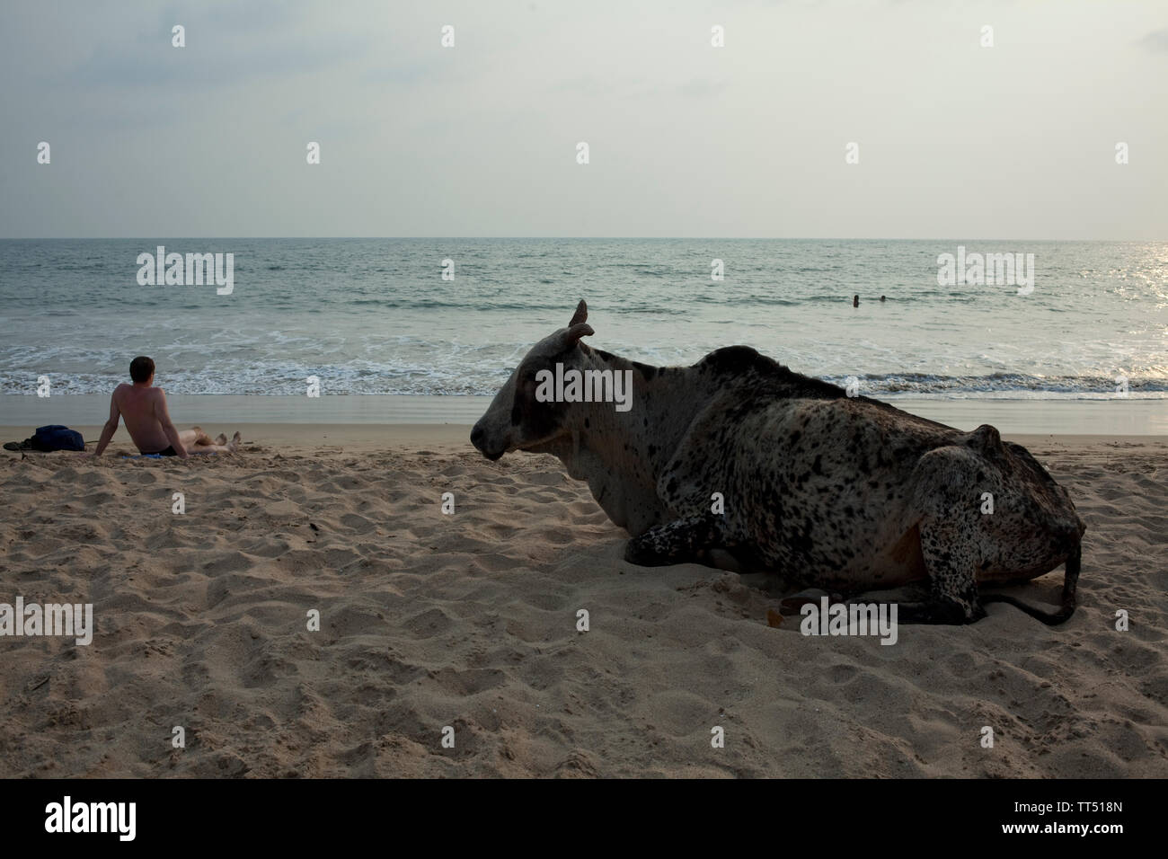 Kuh entspannt sich am Strand in Goa, neben einem sonnenanbeter Stockfoto