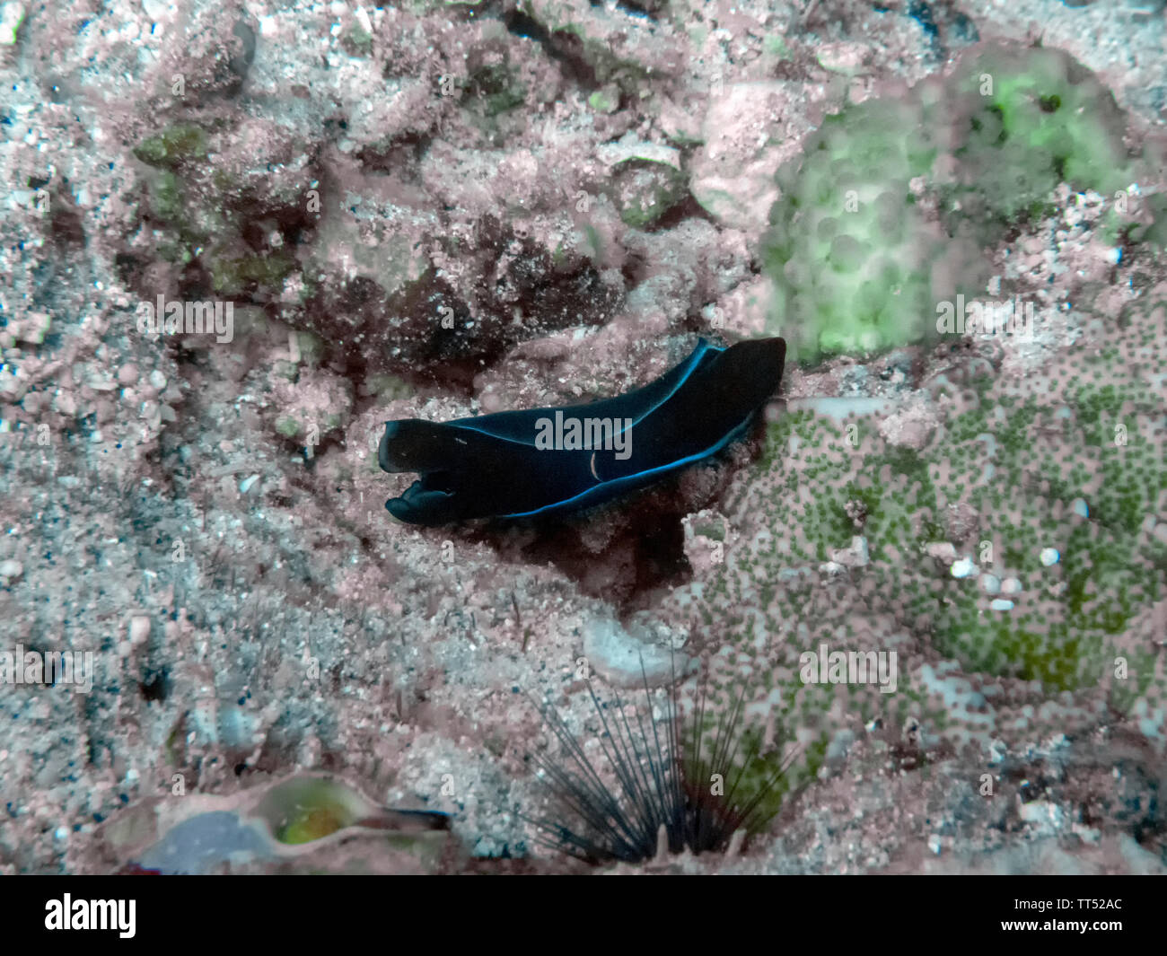 Ein Gardiner Flabellina (flabellina Gardineri) Stockfoto