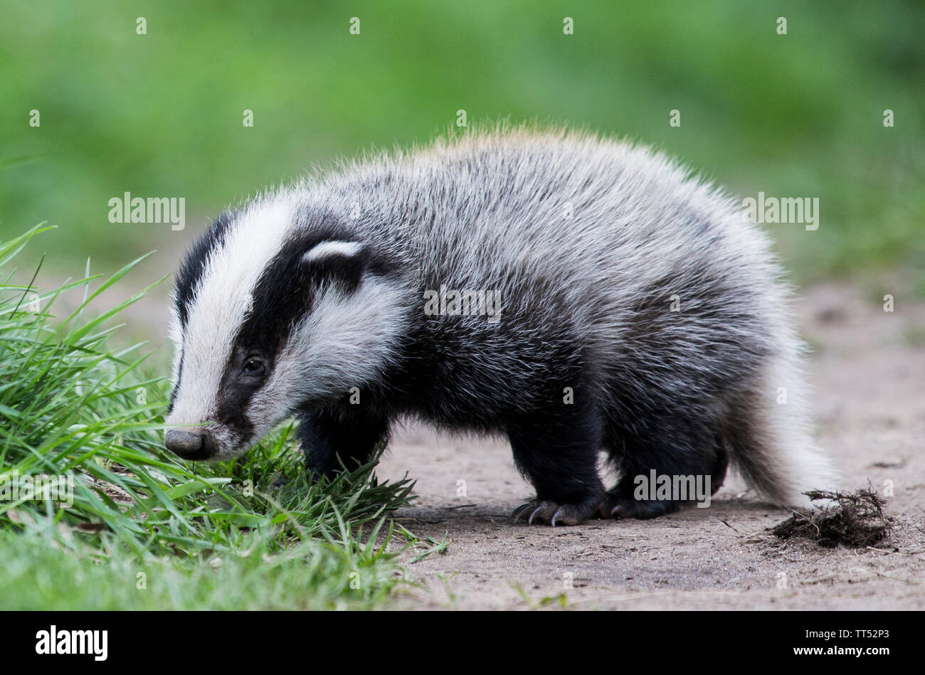 Warwickshire Bager Cub Stockfoto