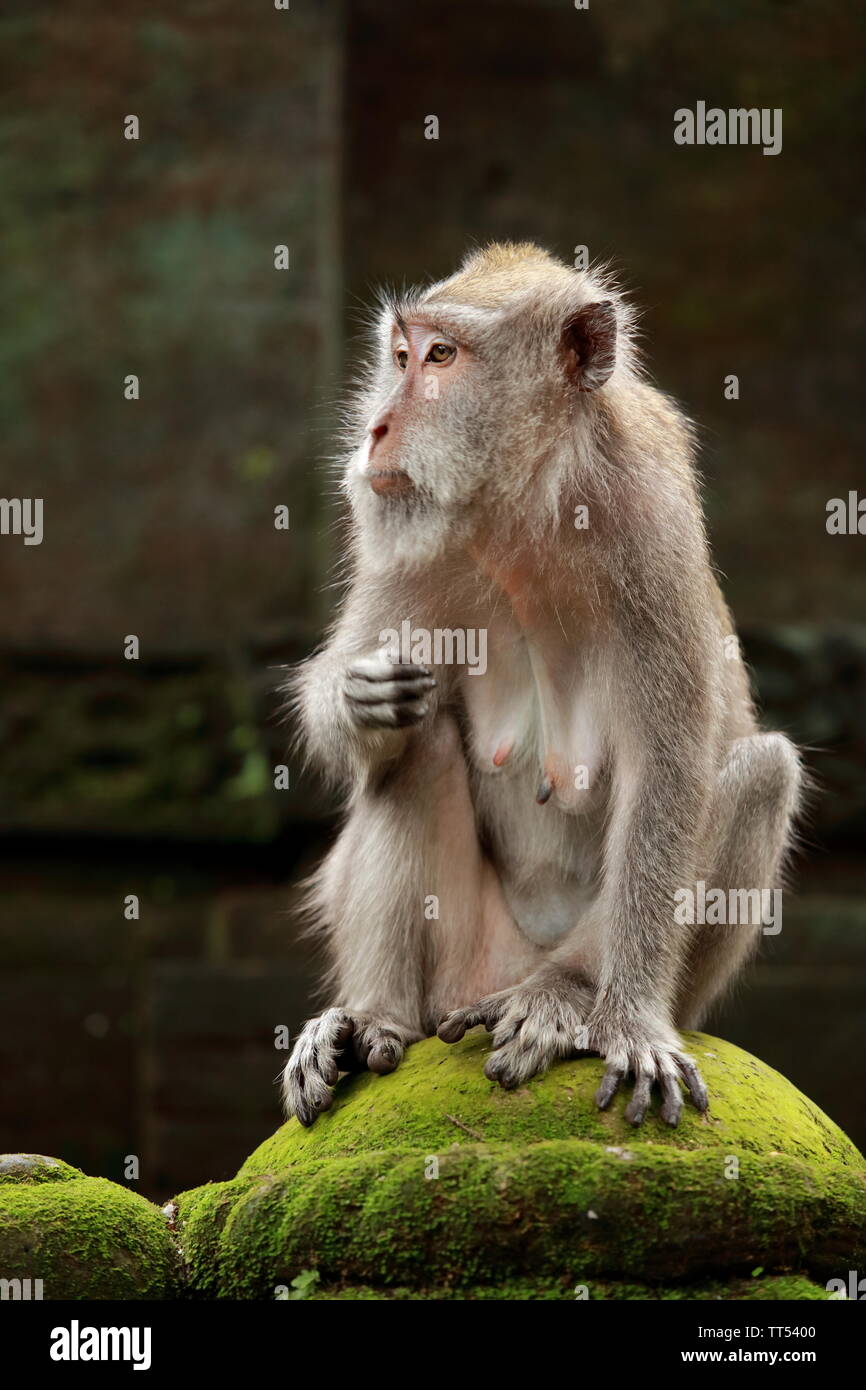Das Leben in der Monkey Forest in Ubud Bali Stockfoto