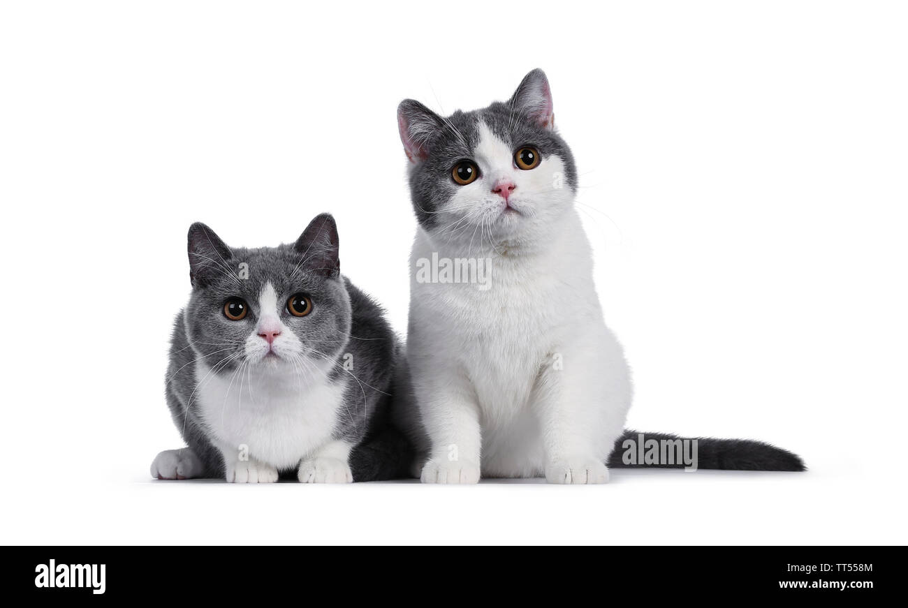 Cute Duo Von 2 Blau Mit Weißen Britisch Kurzhaar Kätzchen