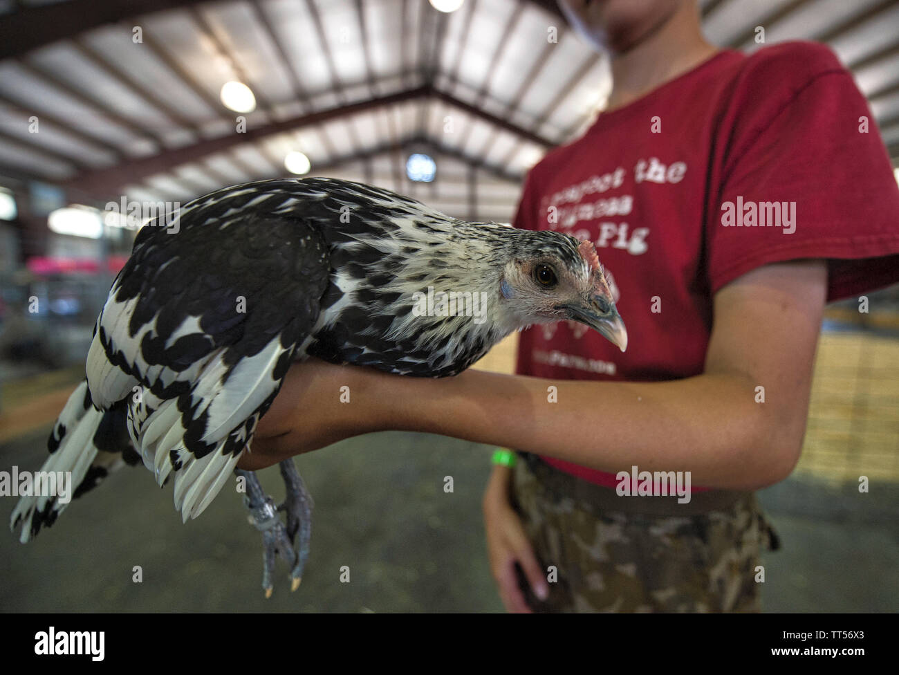 UNITED STATES - Juli 25, 2016: Daniel Morrison hält seine Silber spangled Hamburg Hühnchen am Loudoun County Fairgrounds am 25. Juli 2016. (Foto durch Stockfoto