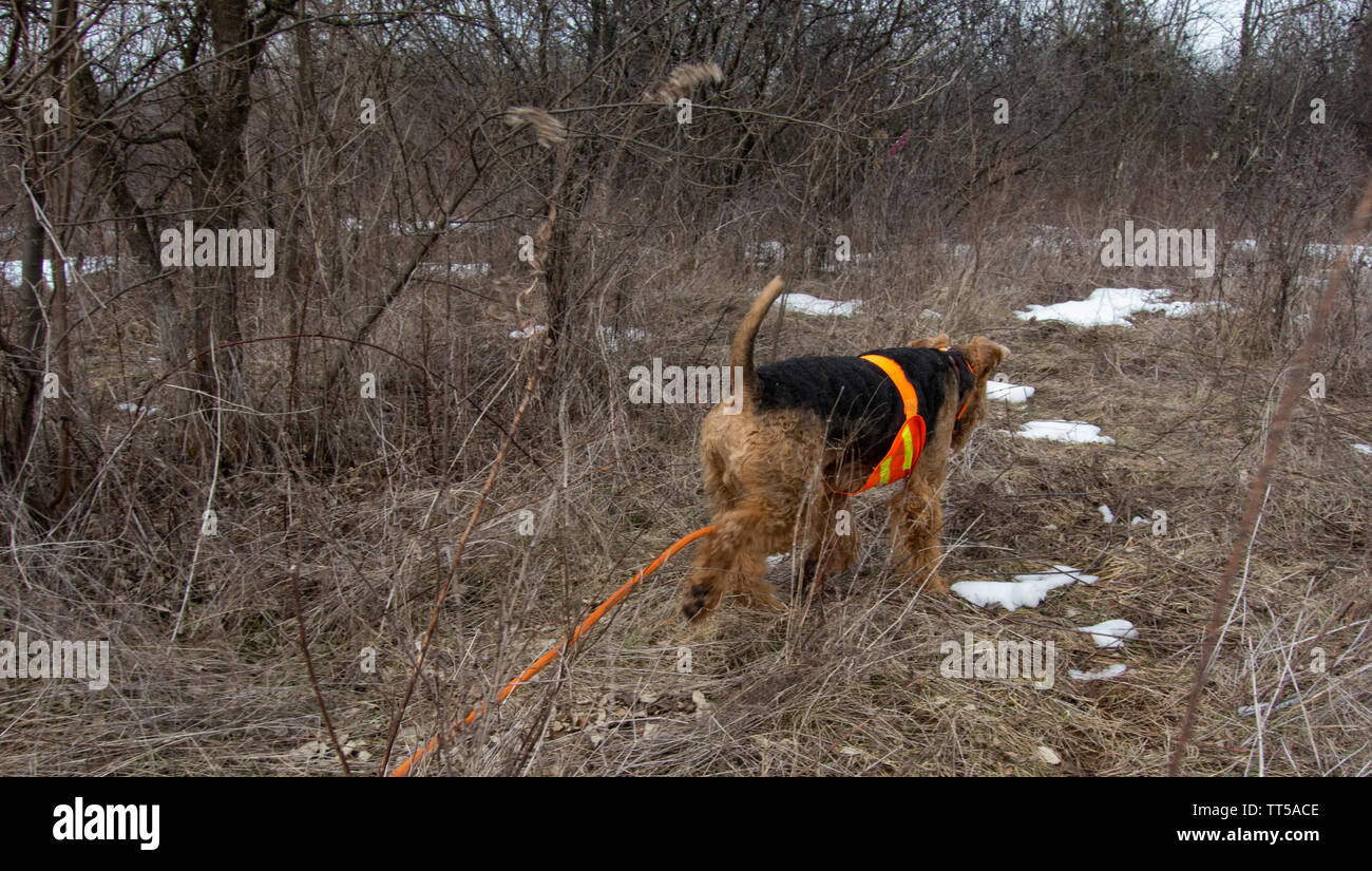 UNITED STATES - Feb 7, 2016: Airedale Terrier Hochland spiel Vogel Jagd im nordwestlichen Clarke County Virginia. (Foto von Douglas Graham/WLP) Stockfoto