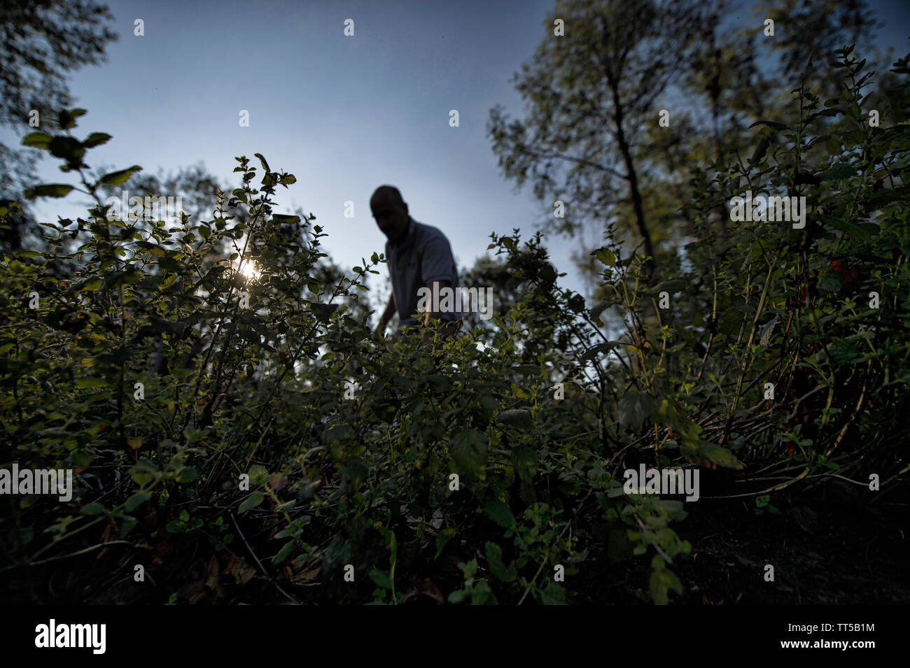 UNITED STATES - Juni 27, 2016: Peter Ahlf, brennerei am Mt. Defiance Cidery & Brennerei in Middleburg Virginia holt Kräuter in der Mak Stockfoto