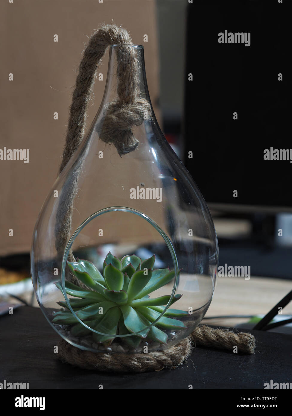 Echeveria pulidonis sukkulente Pflanze in ein Birnenförmiges Glas  Gewächshaus mit einer Schnur Dekoration Stockfotografie - Alamy