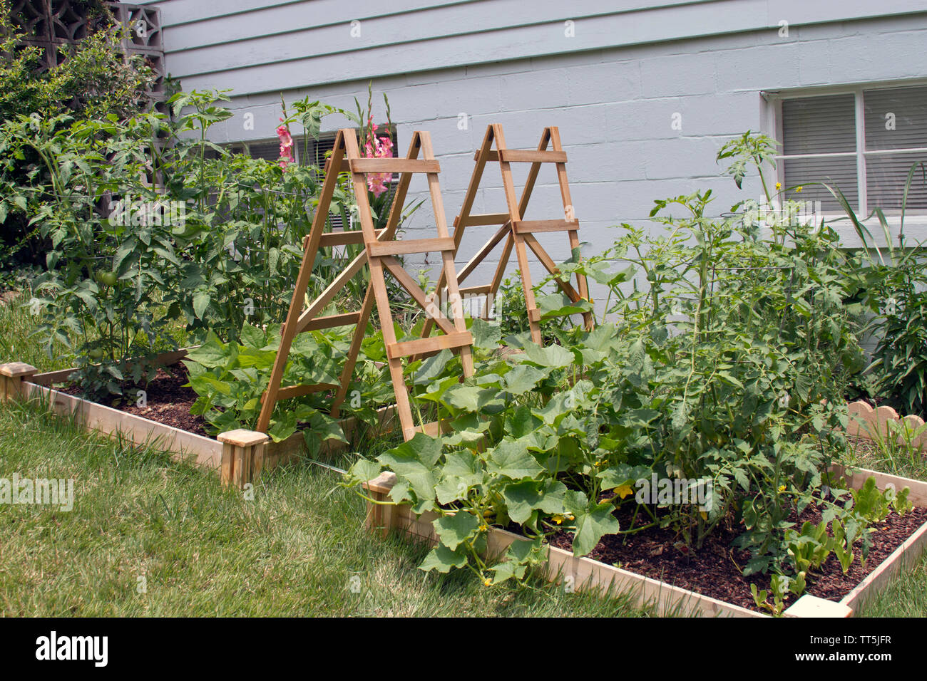 Dual blühende, Outdoor, Hochbeet, Gemüsegärten, die von einem Holzrahmen mit Holz Gitter für Kletterpflanzen enthalten Stockfoto